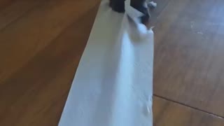 Kitties Find Toilet Paper Roll