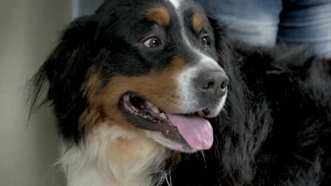 Face of bernese mountain dog. Beautiful dog close up. How smart are dogs