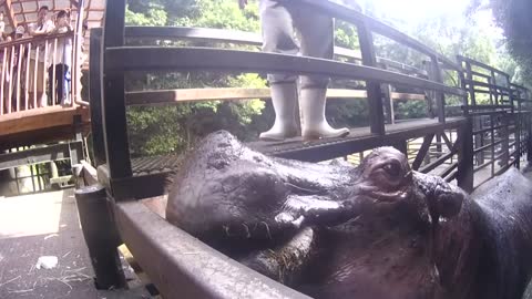 Hippopotamus Eating Watermelon ASMR