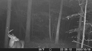 'Lopsided' on trailcam at night, Oct. 2020.