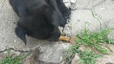 little black man eating bone