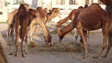 Camels eats hay at Souq Waqif market in Doha, Qatar. Doha - capital and most populous city in Qatar