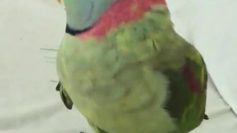 Dancing Parrot very funny