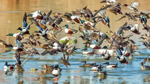 DUCKS-A-PLENTY @HENDERSON BIRD PRESERVE