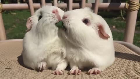 Two Guinea Pigs Play Tug-of-War With Blade of Grass