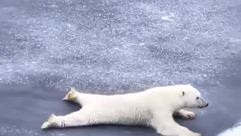 Polar bear showing how to cross on thin ice