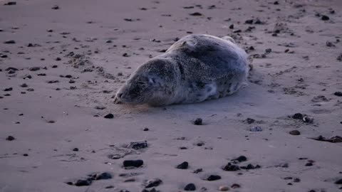 Grey Seal Baltic Sea Young Animal Beach Sleep New Full HD 2021