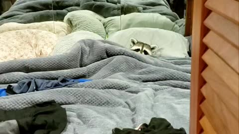 Sleepy raccoon tucks himself into bed