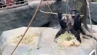 Gorilla Gets Goofy