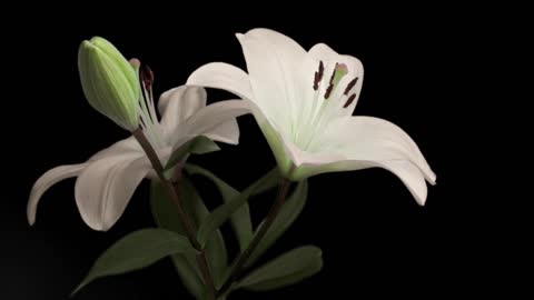 Stress buster -white lilies