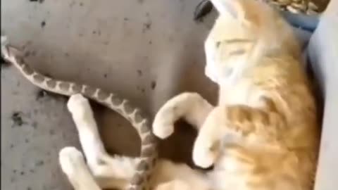 Cat Terrified of Snake: Funny and Shocking Reactions