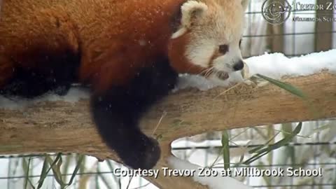 Red pandas frolic in the snow