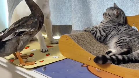 dog vs cat and duck 🤣🤣🤣