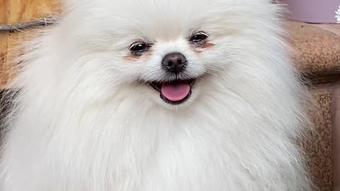 Just A Cute Little Fluffy White Dog