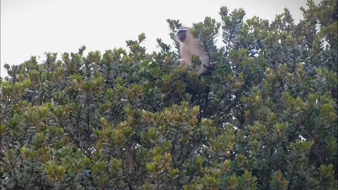 A Monkey Resting On A Tree Top