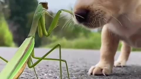 praying mantis playing with dog