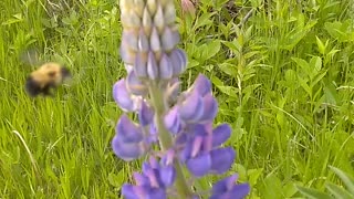 Lupine