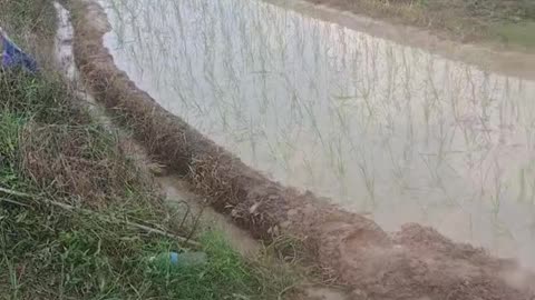 Empowering Future Farmers: Watch Two Young Heroes Transplant Rice Seedlings Together!