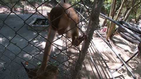 Wild monkey. raising a monkey