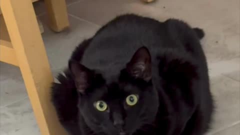 Adopting a Cat from a Shelter Vlog - Cute Precious Piper Checks Out the Floor Before Sitting #shorts