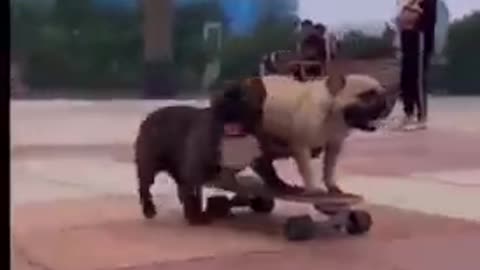 Bulldog skateboarding buddy,funny dog vidio