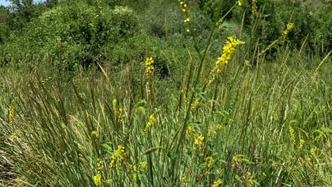 Cherry Creek Nature Trail