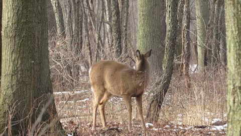 Whitetail Deer At Venus Ranch