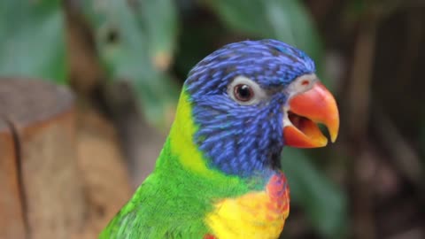 Parrot singing - 9219