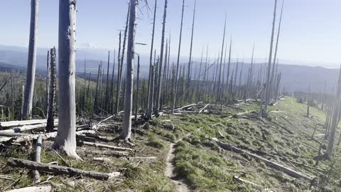 Descending the Epic Tilly Jane Trail – Mount Hood – Oregon – 4K
