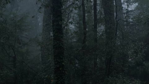 Raining in a cloud forest full of tall trees