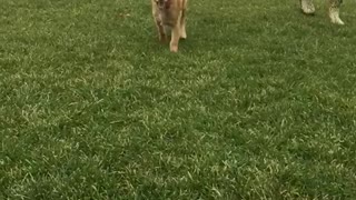 Golden retriever puppy run