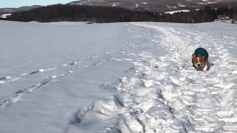 Corgi dog in blue sweater runs in the snow