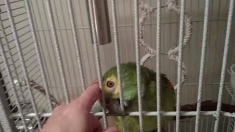 Talking Bird Loves Being Petted On The Head, Crying Words Of Satisfaction