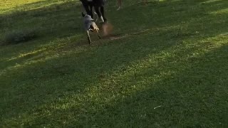 Mother Cow Chases After Missing Calf