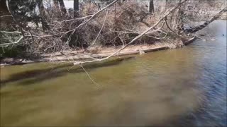 Helping Turtles & Baby Waterfowl at Lucy Park