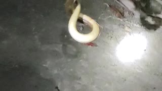Catching Eel Fish Using Hook And Strong Rope at Night