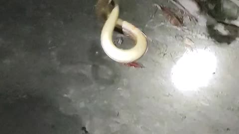 Catching Eel Fish Using Hook And Strong Rope at Night