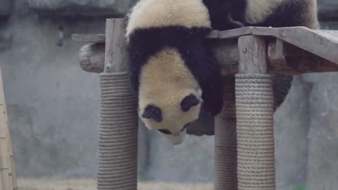 Baby panda at play