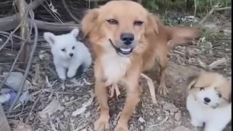 The mother dog is laughing, at this moment it is happy