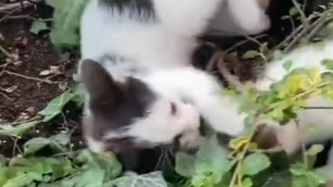 Playful Cat Family