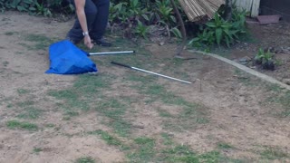 Venomous Eastern Brown Snake Captured in Residential Backyard