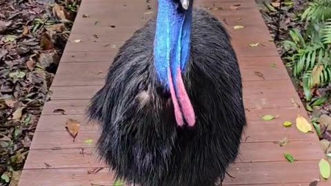 Cassowaries are the third largest bird in the world