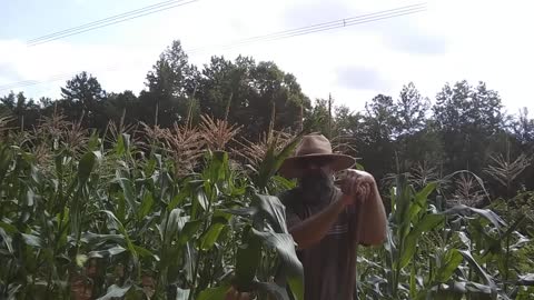 How To Fertilize and Hill Sweet Corn