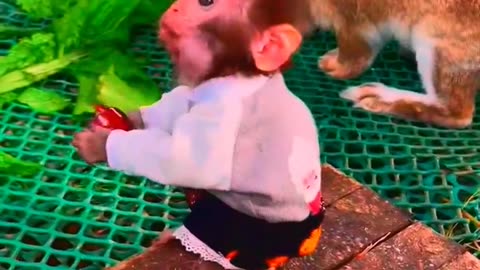 Adorable Monkeys, funny animals, smartest animals, cute monkey, baby monkey, lovely monkey #18