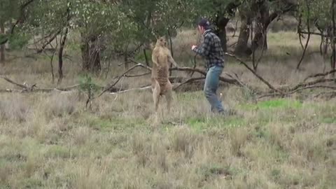 Man Slaps A Kangaroo Just To Save His Dog