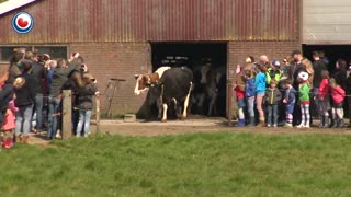 Cows Jump For Joy After Seeing Sky For The First Time In 6 Months