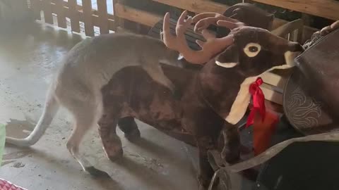 Redneck Wallaby is Excited to See Stuffed Moose