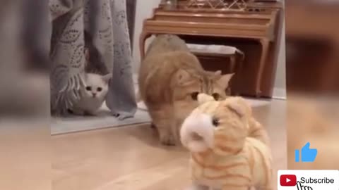 OMG So Cute Cats ♥ Best Funny Cat Videos 2022 | Funny Cat Videos 2022