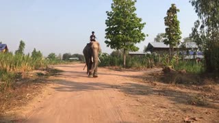 very tall โครตสูง ช้างพลายฟลุ๊ก big elephant