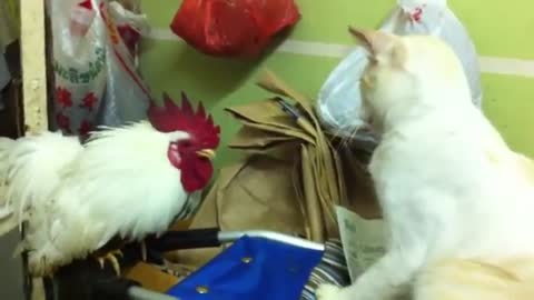 cat and hen fighting, cat